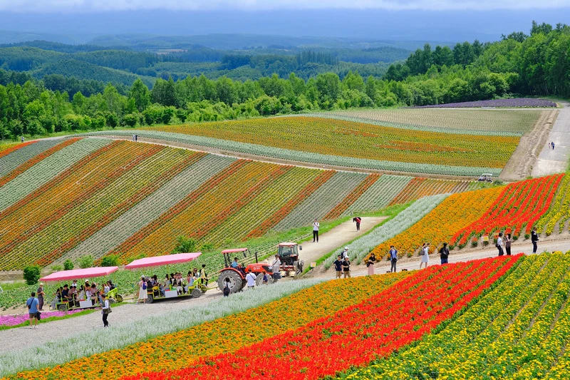 【北海道】四季彩之丘：彩虹般的花田絕色美景！美瑛必去景點超驚