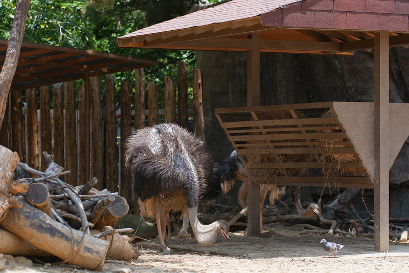 【新竹市立動物園】超美文青風動物園！門票交通美食＆附近景點一