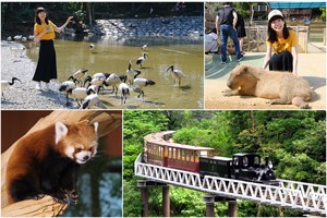 【沖繩】名護自然動植物公園：零距離接觸動物！鐵道火車和飛禽表演也超好玩
