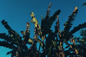 棒球少年與幽魂的百年之約：《蕉葉與樹的約定》，一場關於回家，也關於自己的溫柔追尋