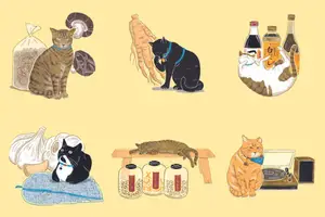 迪化街貓咪地圖！6隻超有個性「貓店長」的日常生活大公開