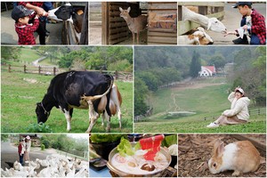 【苗栗通霄】飛牛牧場：擠奶餵羊趣！門票優惠、住宿餐廳親子一日遊