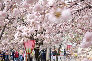 【大阪櫻花】大阪造幣局博物館：1年限定7天，百種粉嫩櫻花大怒放(2025更新)