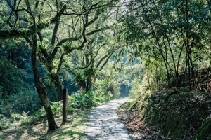 台北人的後花園：文山區四條絕美療癒步道，從景美溪畔到木柵群山