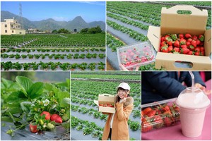 【2025苗栗大湖草莓季推薦】7家超人氣大湖採草莓草莓園農場＆價格一日遊