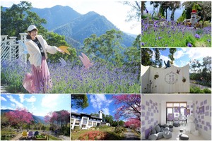 【新竹】尖石薰衣草森林：紫色山丘＋粉嫩櫻花太夢幻！內灣一日遊必訪景點