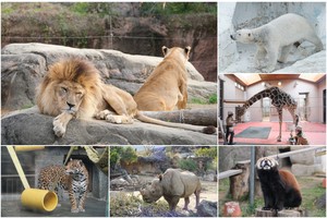 【大阪】天王寺動物園：開業110年超古老動物園！門票交通＆附近景點彙整
