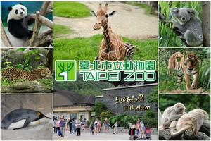 【2025木柵動物園】超萌企鵝熊貓無尾熊！台北市立動物園門票＆交通美食攻略