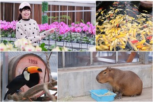 【宜蘭】金車礁溪蘭花園：不只能賞花！和水豚、狐獴、貓咪親密接觸好好玩