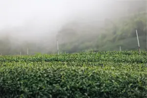 阿里山茶產業新紀元：從在地茶園到國際茶都的蛻變之路