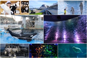 【名古屋港水族館攻略】日本最大水族館！虎鯨、白鯨＆沙丁魚龍捲風超精彩