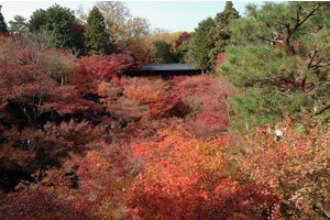 【京都賞楓景點】東福寺：楓葉之王美譽！通天橋紅葉火海般超吸睛