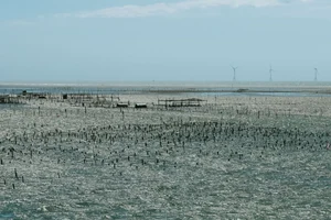 潮間帶上的彰化味：彰化永續漁業的未來