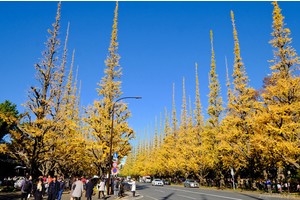 【東京】明治神宮外苑銀杏祭：爆炸美銀杏大道！季節時間、交通美食重點