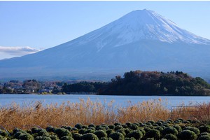 【河口湖】大石公園：巨無霸富士山視野美翻天！薰衣草、波波草花季好漂亮