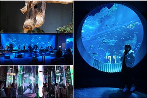 【沖繩】DMM Kariyushi水族館：餵食必看重點＆門票交通 (iias沖繩豐崎內)