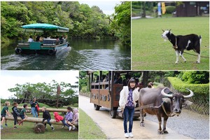 【沖繩】Bios之丘生態農場：遛山羊、湖中遊船、水牛車等親子推薦超好玩