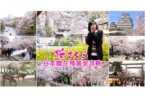 【日本櫻花前線預測】2025日本櫻花季賞櫻情報、滿開時間總整理(火熱更新)