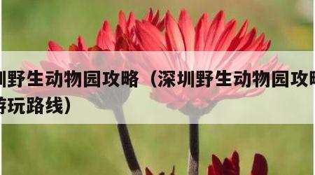 深圳野生动物园攻略(深圳野生动物园攻略旅游游玩路线)