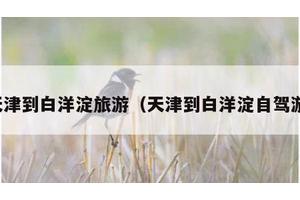 天津到白洋淀旅游（天津到白洋淀自驾游）