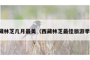 西藏林芝几月最美（西藏林芝最佳旅游季节）