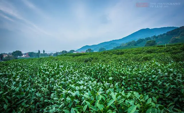 什么时候去杭州旅游最好？