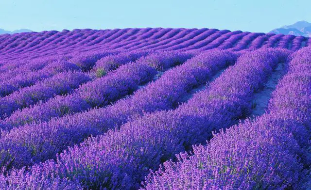 中国哪里有花海?国内花海旅游景点