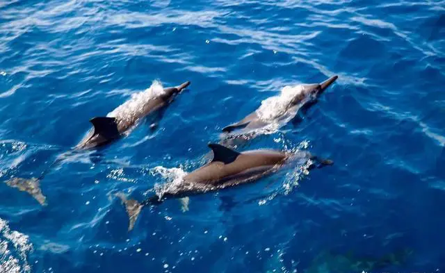 弯弯环岛自由行有什么旅游攻略吗？