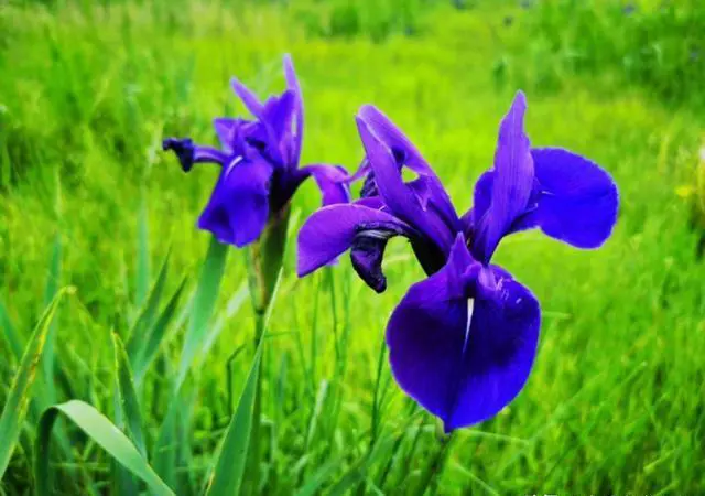 恢复跨省区市团队旅游!还会恢复以前的火爆场面吗?