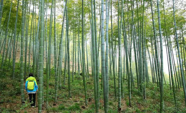 清明节适合去哪旅游？