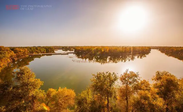 新疆胡杨林在哪里看最好？