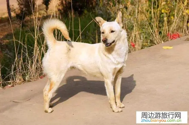 到一些网红古村落景点经常遇到狗,不知如何应付,有何高招?