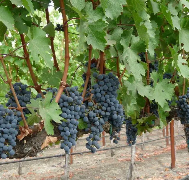 河北昌黎有什么好玩的地方？