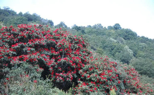 你喜欢跟团游还是自由行？