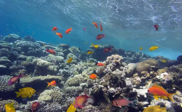 菲律宾薄荷岛有哪些好玩的地方？