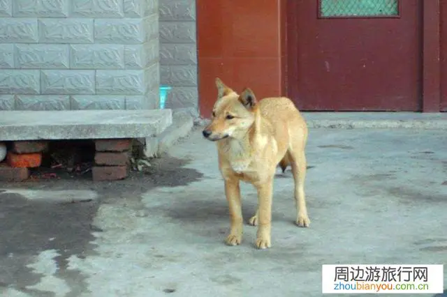 到一些网红古村落景点经常遇到狗,不知如何应付,有何高招?