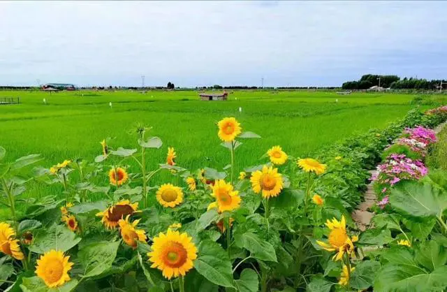 恢复跨省区市团队旅游!还会恢复以前的火爆场面吗?