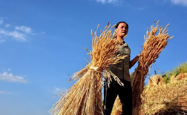 八十年代割麦子，田间吃的“晌午饭”，你还记得是什么吗？