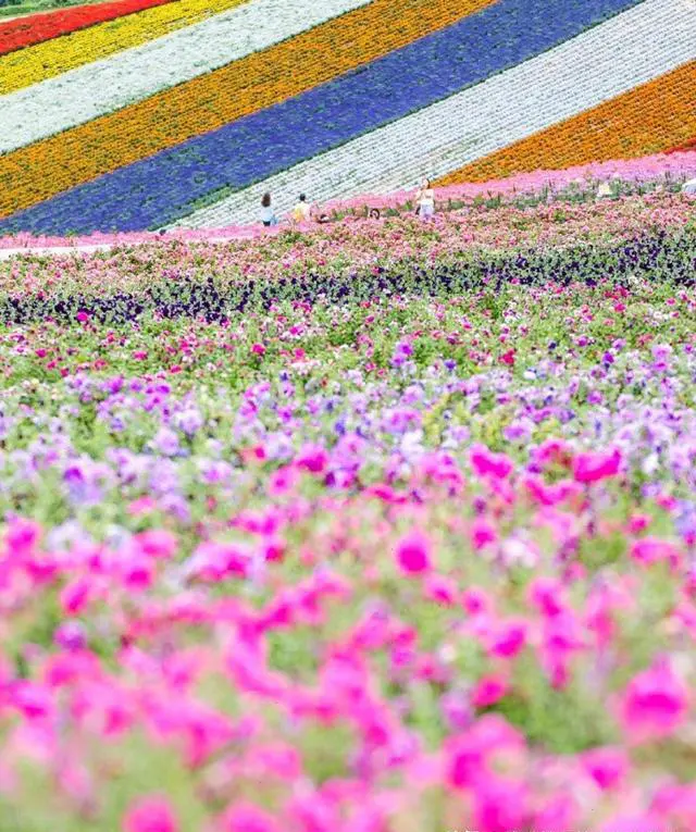 北海道有哪些不能不去的景点呢?总共花费大概要多少?