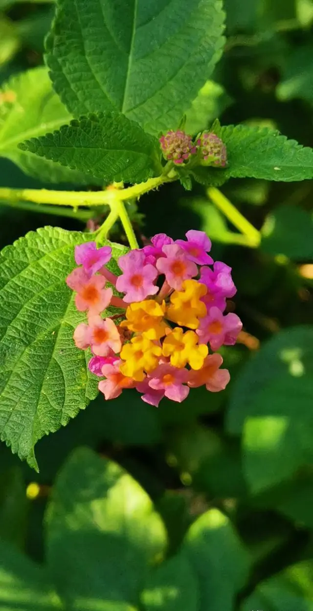 昆明准确海拔高度是多少？外地游客过来会不会缺氧？