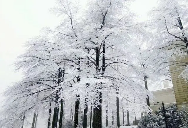 冬天宁波四明山上的雾凇漂亮吗？