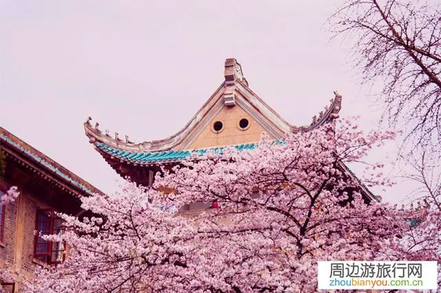 今年的武汉大学樱花节能照常举办吗？