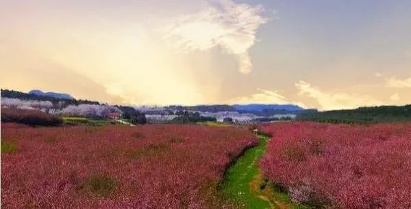 口罩结束,贵州哪些地方适合赏花?