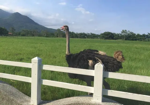 弯弯环岛自由行有什么旅游攻略吗？