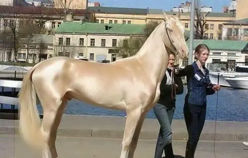 如果条件允许，你最想养什么动物当宠物？