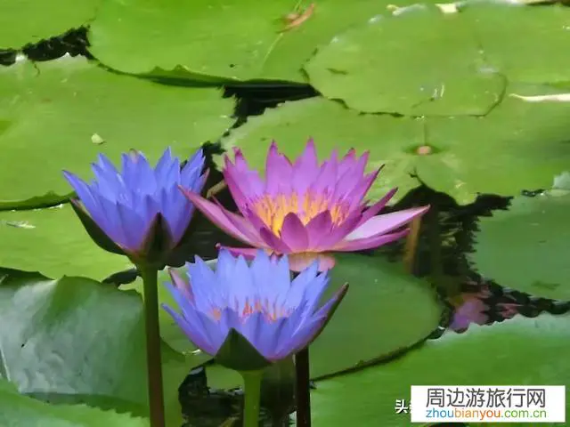 晒一晒你们外出旅游拍到的风景，手机里最美的风景照片？