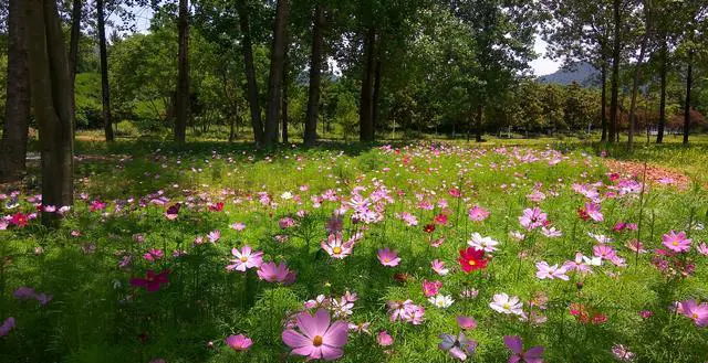 三亚鲜花满地,什么花最好看呢?
