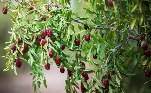 新疆的土特产有哪些？