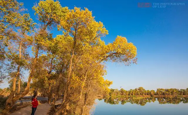 新疆胡杨林在哪里看最好？