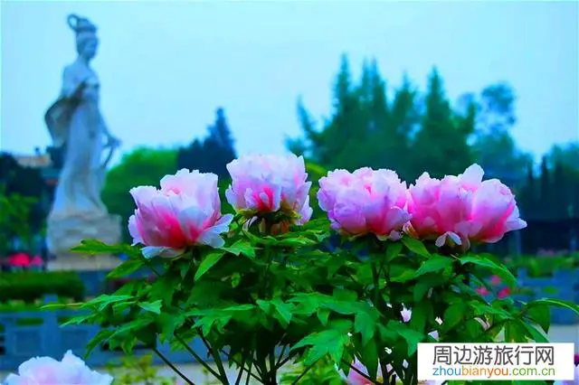 口罩之下，今年的洛阳牡丹花会还会如期举行吗？